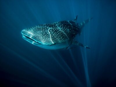 Whaleshark
