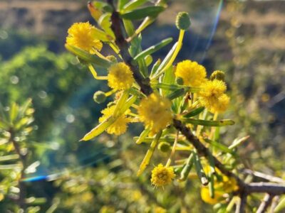 Coral Coast Wildflowers (2)