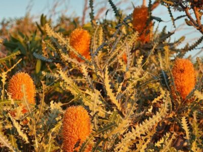 Coral Coast Wildflowers (3)